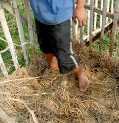 jerami dari sisa panen padi