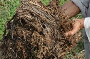 kompos jerami padi untuk sawah