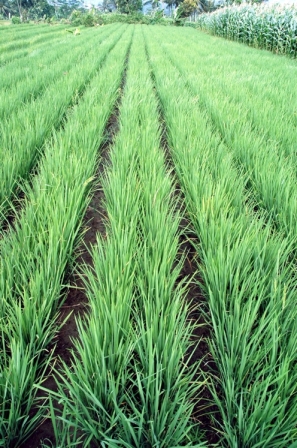 jerami dari sisa panen padi