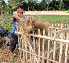 jerami dari sisa panen padi