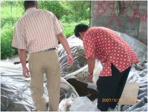 mengamati kompos kotoran sapi