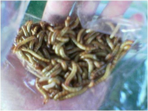 Ulat hongkong yang bisa memakan sampah plastik styrofoam