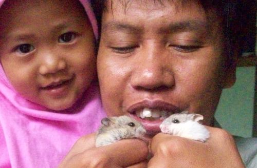 hamster11 hamster mini lucu
