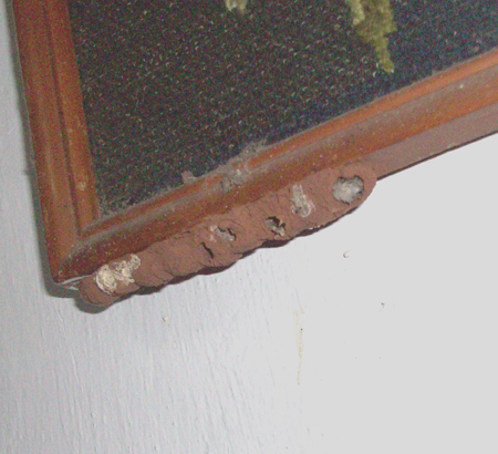 Sarang lebah yang di bawah pigura.