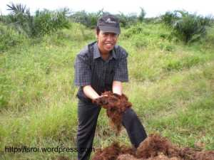 kompos tandan kosong kelapa sawit
