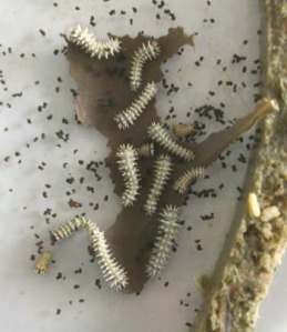 lahapmakan2 lahapmakan2