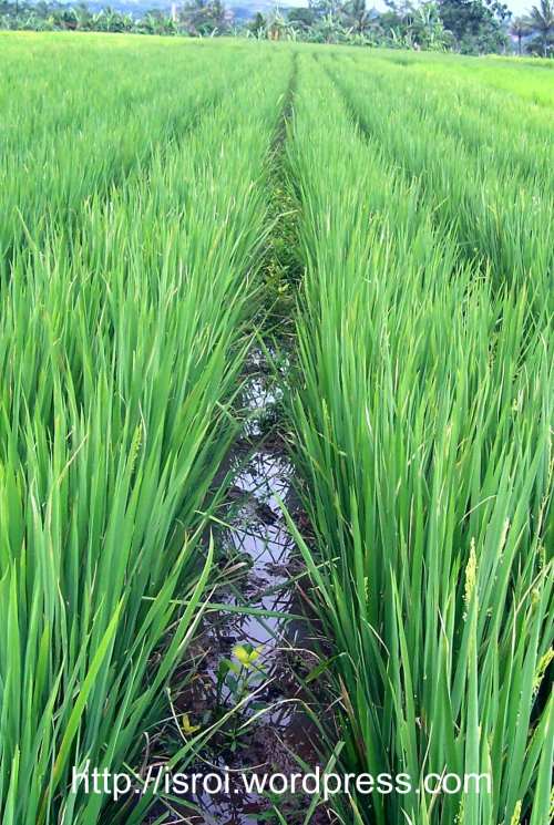 legowo 2 sawahpakhaji15.jpg