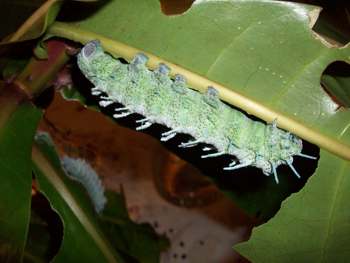 siap-siap tidur panjang