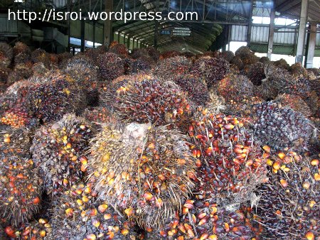 foto sawit foto sawit