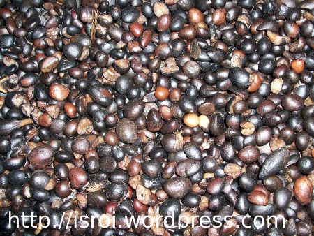 foto sawit foto sawit