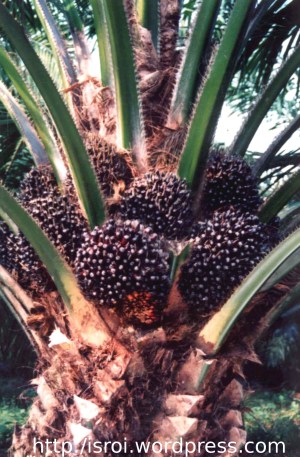 pohon kelapa sawit