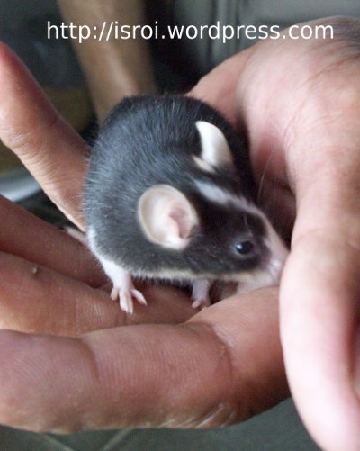 mencit hitam jidat putih