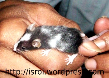 Tikus Hias Jepang belang lucu