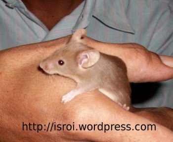 tikus coklat nan eksotik