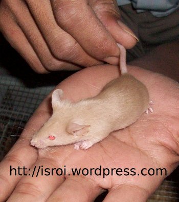 tikus emas, mencit, mus musculus, tikus putih