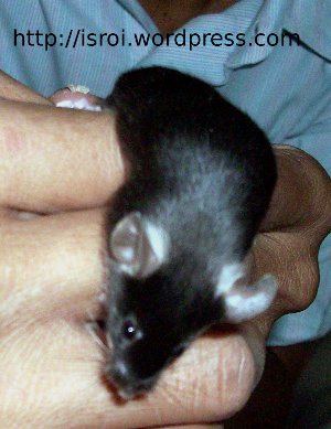 tikus hitam tikus hitam