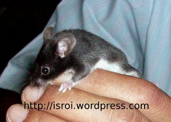 tikus hitam tikus hitam