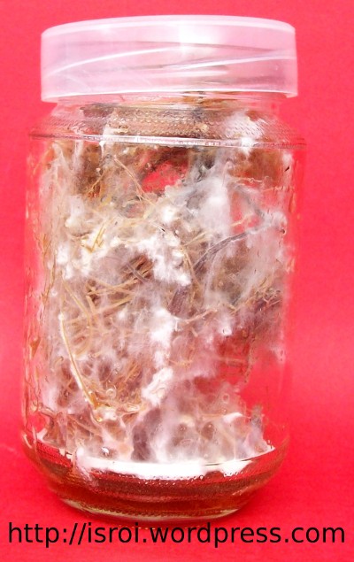 white-rot fungi in botlle