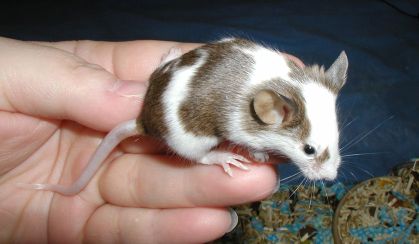 curioussmall tikus belang