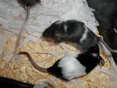 Tikus Hias Jepang belang muda