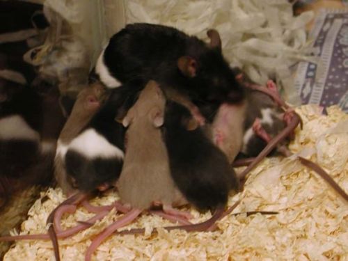 mobcadsy Tikus belang hitam putih coklat