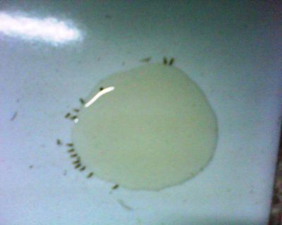 sirup tkks dikerubuti semut