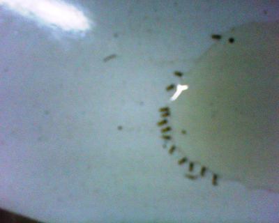 sirup tkks dikerubuti semut