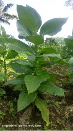 ekstrak tebakau pestisida nabati