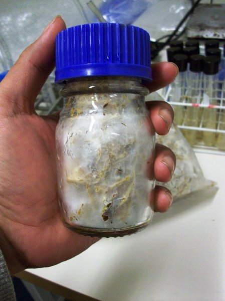 jamur di dalam botol