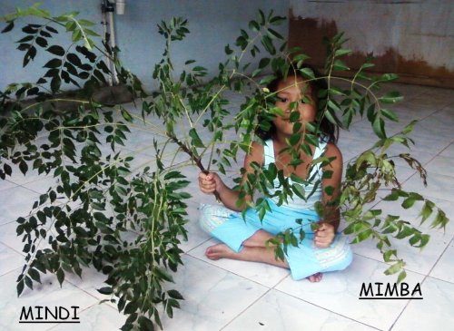 daun mimba mindi