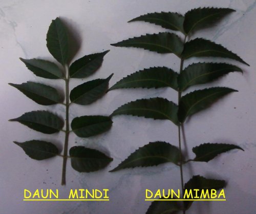 daun mimba mindi