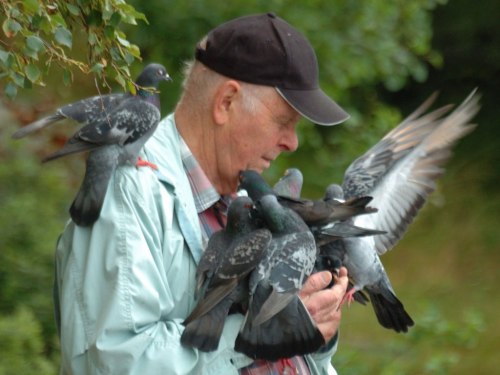 Old mand and The Pigeons