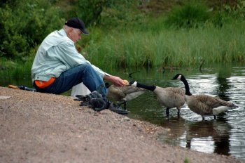 Kakek tua sedang memberi makan burung