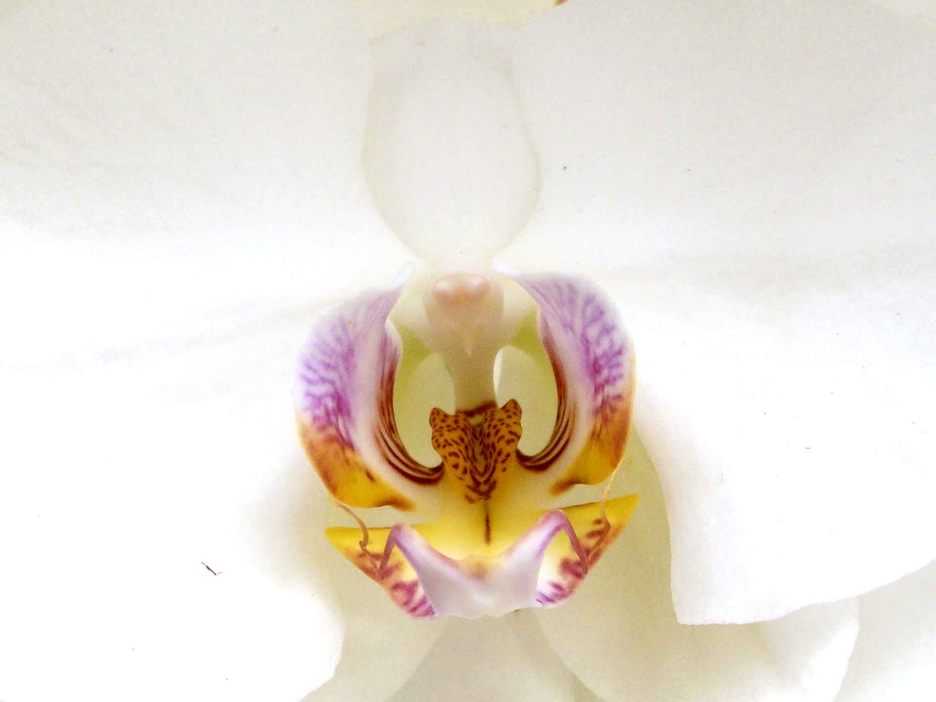 Bunga Anggrek Bulan Phalaenopsis amabilis