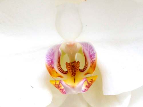 Bunga Anggrek Bulan Phalaenopsis amabilis