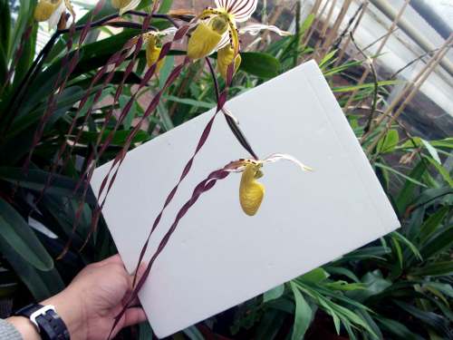 latar belakang putih