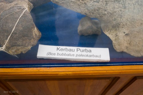 fosil kerbau purba