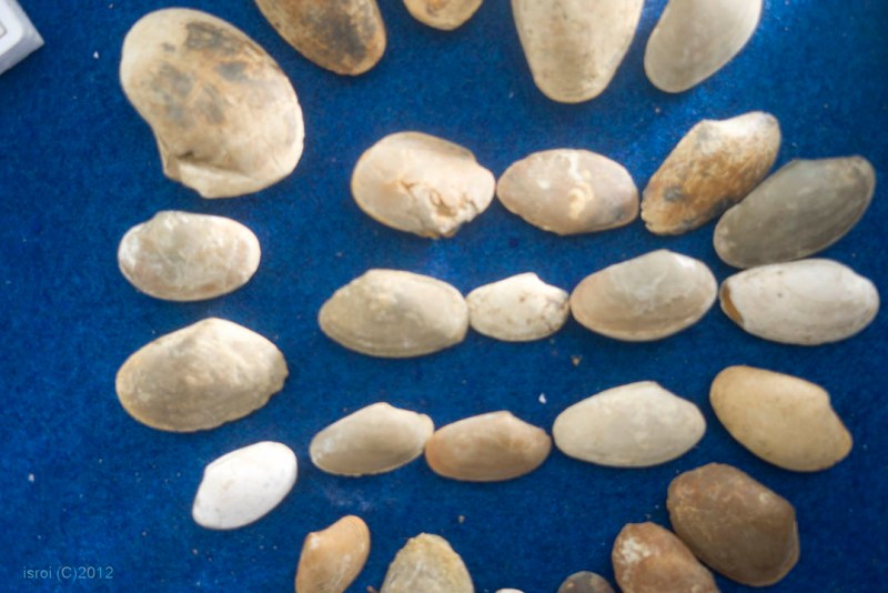 Fosil binatang laut purba