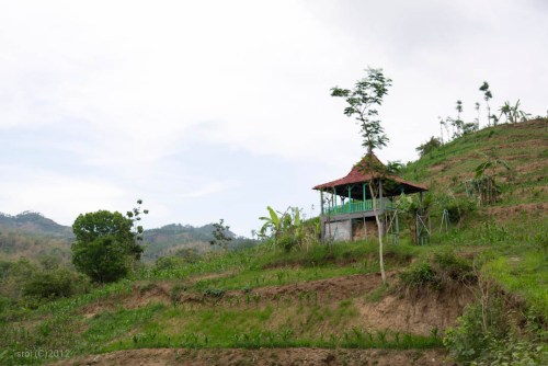 fosil gajah purba pati ayam
