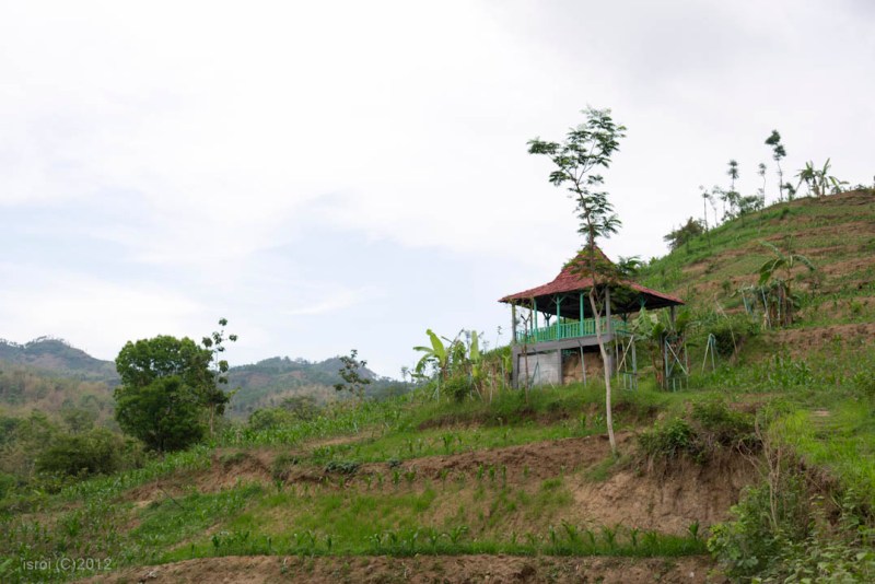fosil gajah purba pati ayam