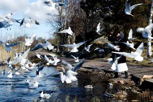 Memberi makan burung di tepian danau Svartemosse. Pagi hari sebelum masuk kamar bersalin.