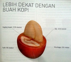 Morfologi buah kopi