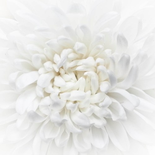 tip fotografi high key