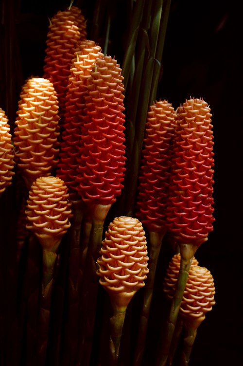 Zingiber spectabile beehive ginger