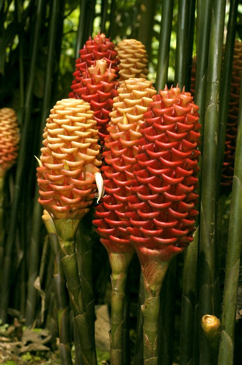 Zingiber spectabile beehive ginger