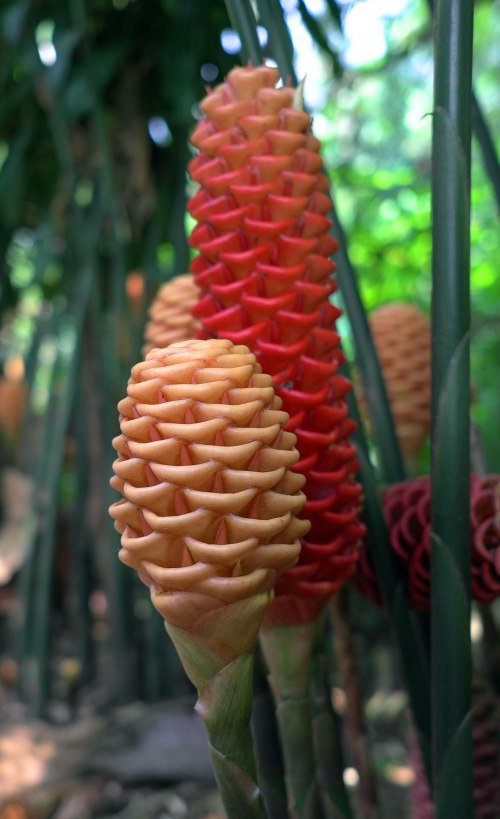 Zingiber spectabile beehive ginger