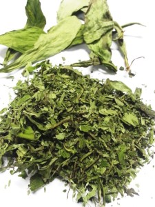 daun stevia pemanis alami