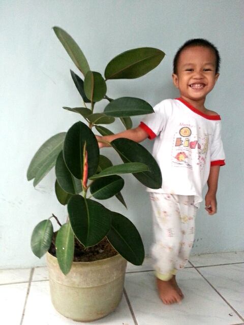 yusuf dan tanaman beringin karet