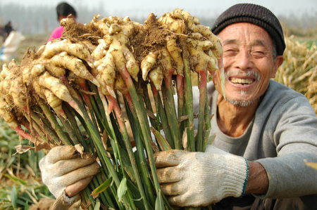 produksi jahe gajah 88 ton/ha