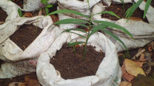 Tanaman jahe di polybag